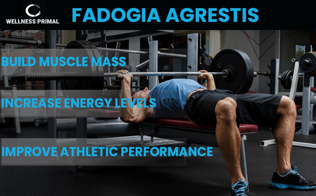 Fadogia Agrestis 850Mg per Serving (120 Capsules) Maximum Strength Extract Supports Healthy Testosterone Levels and Athletic Performance Made in the USA by Wellness Primal (3 Bottle)