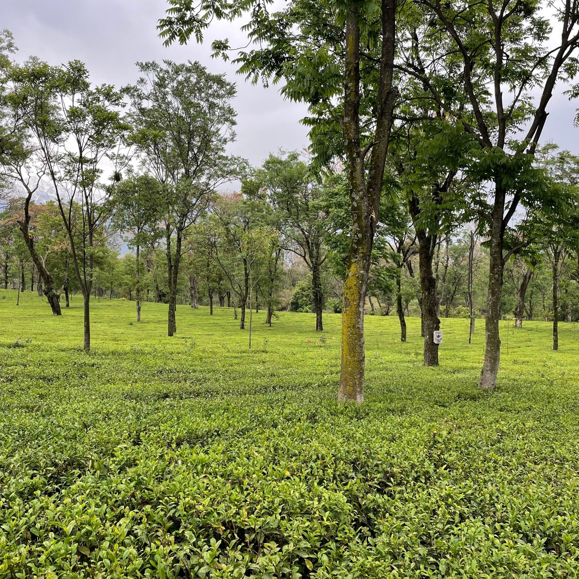 Kangra Green Tea 100g (50 Cups) - Pure Kangra Tea Himachal, Loose Green Tea, Single Region, High Grown, Antioxidants Rich, Woody Aroma, Best for Weight Loss & Heart Health | SVAMINGO