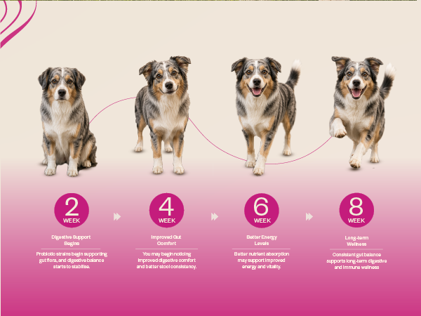 Probiotic Soft Chews Supplement for Dogs | Six Probiotic Strains for Gut Health & Digestion | Chicken Flavor | Supports Immune Function | 30 Soft Chews