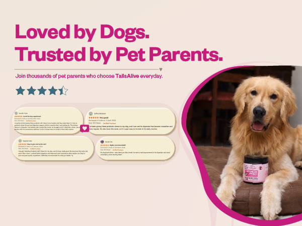 Probiotic Soft Chews Supplement for Dogs | Six Probiotic Strains for Gut Health & Digestion | Chicken Flavor | Supports Immune Function | 30 Soft Chews