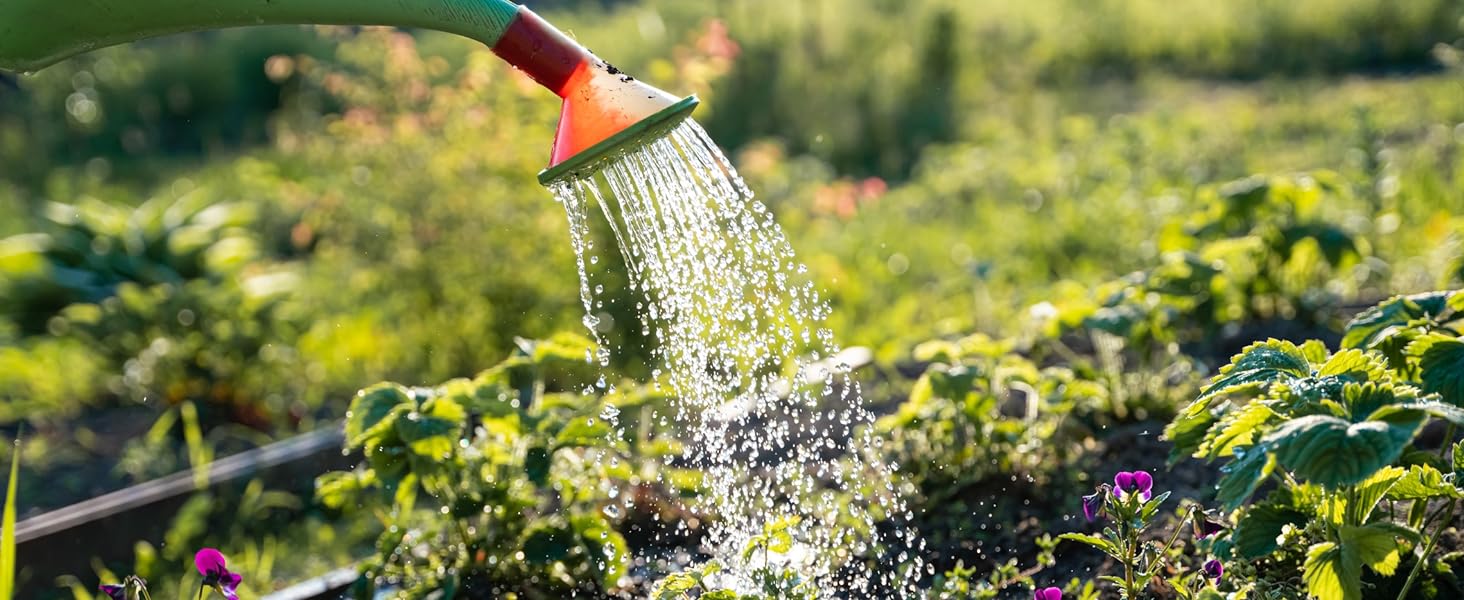 Willvine Sweetheart Of The Patio Hybrid Tomato 120 Seeds for Planting