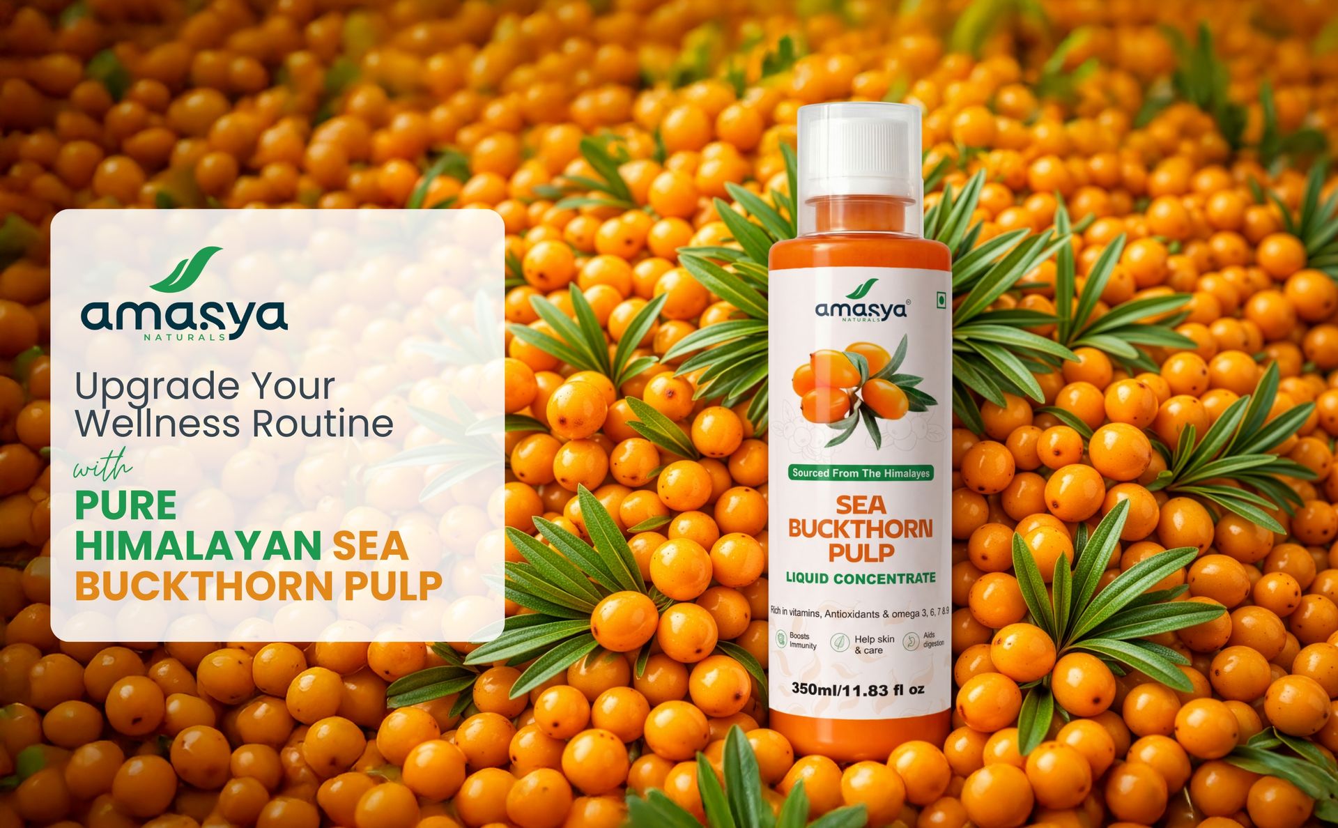 Amasya Naturals Sea Buckthorn Pulp Liquid Concentrate 350ml | Himalayan Sourced | Rich in Omega 3 6 7 & Antioxidants | Supports Immunity Skin & Digestion | Natural Health Supplement Juice (Pack of 1)