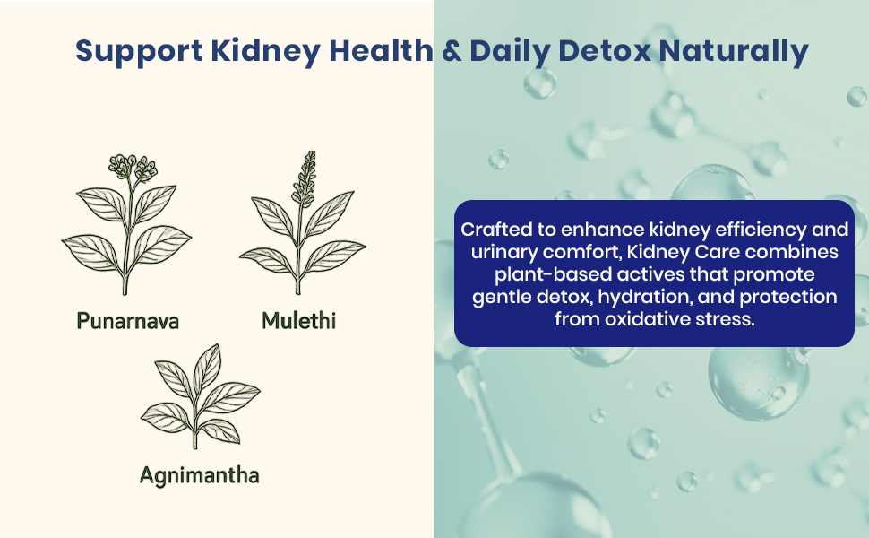Kidney Care – Herbal Detox & Support with Punarnava, Agnimatha, Gokshura, Mulethi & Cranberry – Daily Comfort Urinary & Health – 60 Capsules