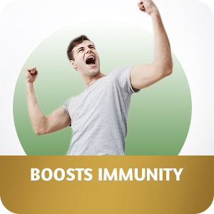 Maharishi Ayurveda Giloy Ghan Vati - Natural Immunity Boosting Tablets | Enhances Strength & Stamina | Fights Fatigue | Detoxifies the Body (Giloy Ghan, 60 Tablets (Pack of 2))