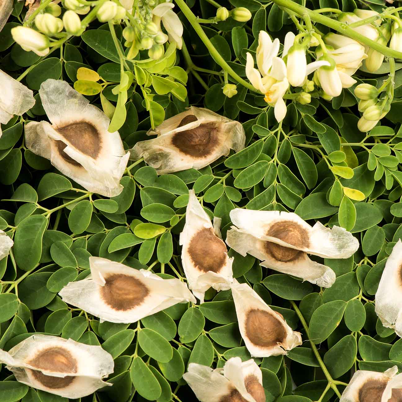 DIETS ORGANICS Murungai keerai seeds -200 /| Natural Moringa seeds/Moringa seeds/DRUMSTICK seeds raw -200Gms pack of 1