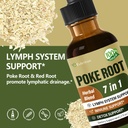 lymph-system-support-with-poke-root-drop-2.jpg