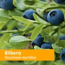 herb-pharm-eye-health-liquid-herbal-form-2.jpg