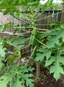 willvine-hybrid-papaya-seed-kgf-10g-81Df3s6hRfL.jpg