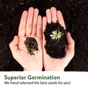 willvine-hybrid-papaya-seed-kgf-10g-81bO8HrdMlL.jpg