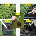 grape-einset-seedless-pp6160-60-seeds-71StokzHDOL.jpg
