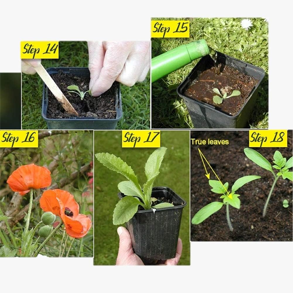 grape-einset-seedless-pp6160-60-seeds-71dH3p6KJnL.jpg