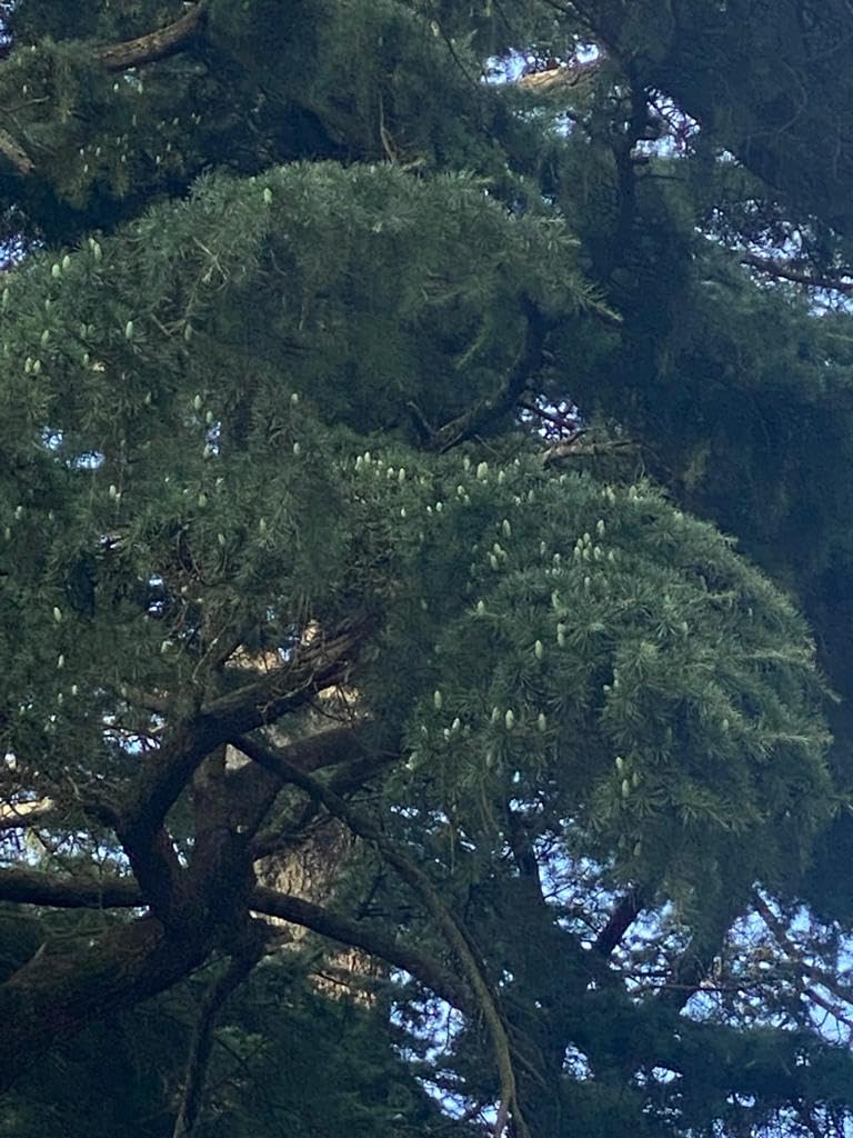nandadevi-naturals-himalayan-cedar-pine--61PFMtdFpEL.jpg