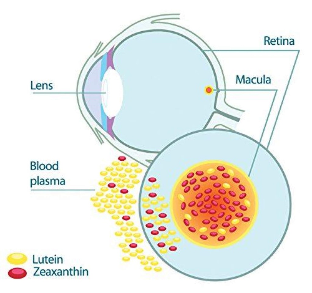 healthyhey-lutein-with-zeaxanthin-suppor-71RvC+LucmL.jpg