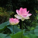red-color-lotus-seeds-10-seeds-81-7rtsHiBL.jpg