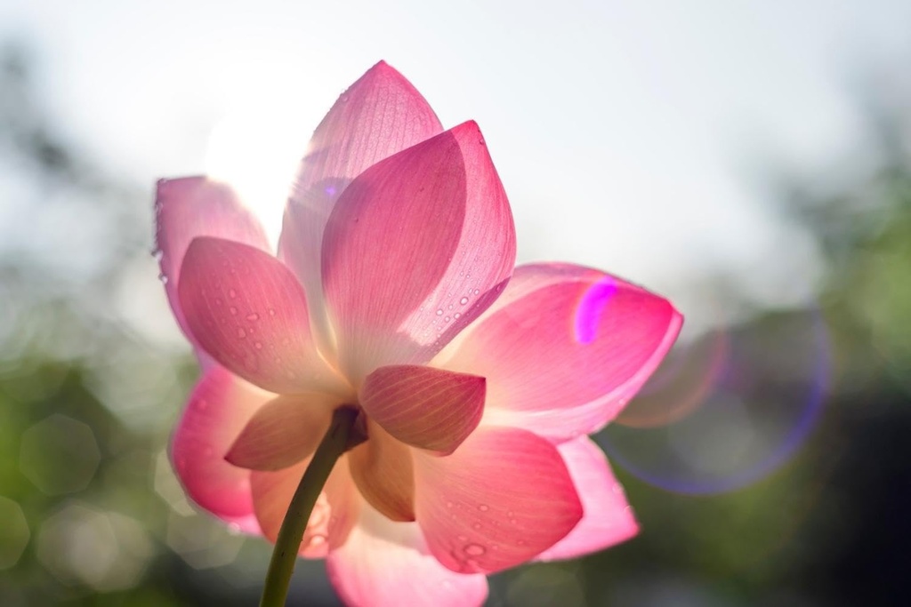 red-color-lotus-seeds-12-seeds-61DhI0eqGOL.jpg