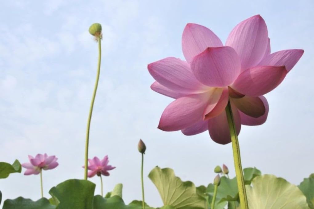 red-color-lotus-seeds-12-seeds-51oNYjwmpGL.jpg