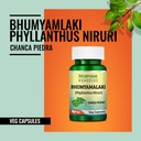 morpheme-remedies-phyllanthus-niruri-bhu-61novsVk+KL.jpg