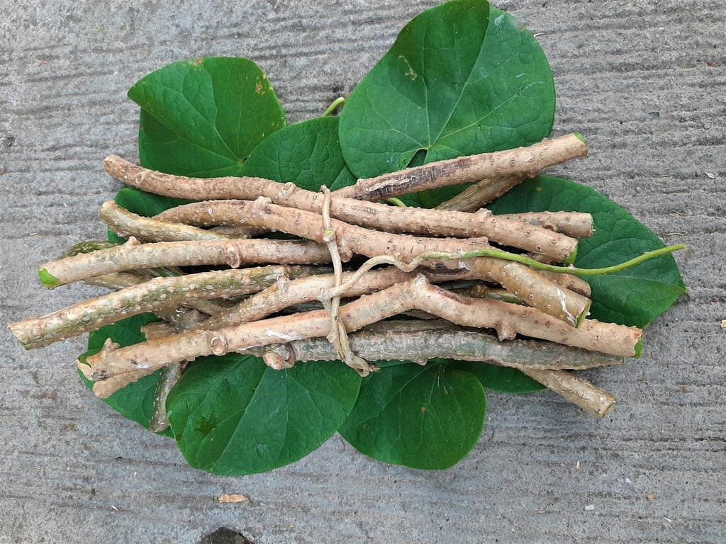 farmfresh-giloy-sticks-stems-giloy-stick-91s9WwqB5tL.jpg