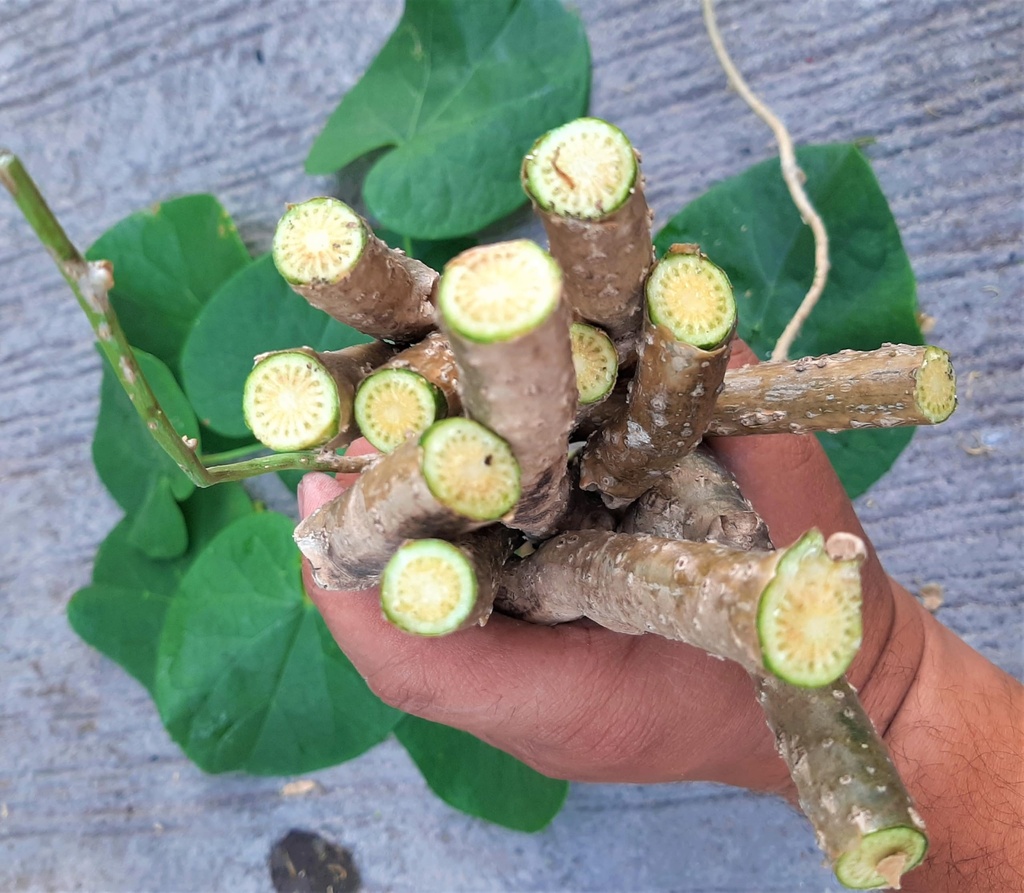 farmfresh-giloy-sticks-stems-giloy-stick-81MW2NPBolL.jpg