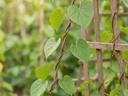 fresh-giloy-leaves-heart-leaved-moonseed-61R1O9e98NL.jpg
