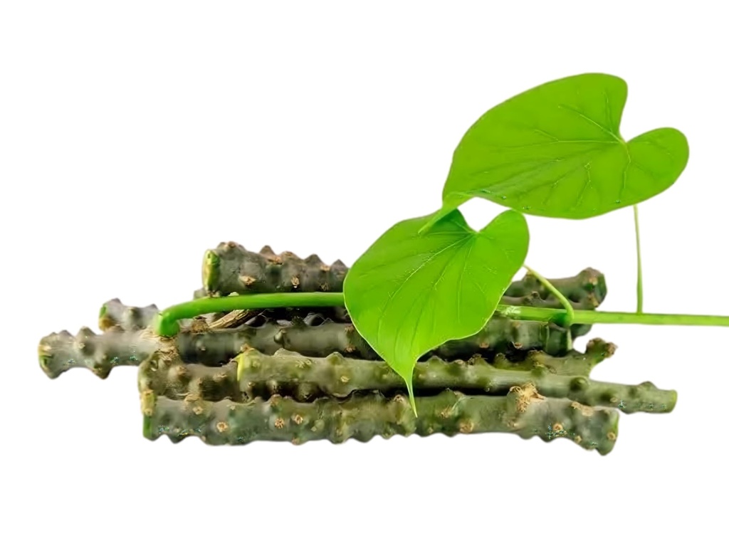 neem-giloy-stick-stem-giloi-bel-a1-quali-715tkJT-ApL.jpg