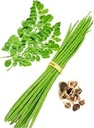 moringa-plant-grafted-hybrid-moringa-dru-51aBsXfXwfL.jpg
