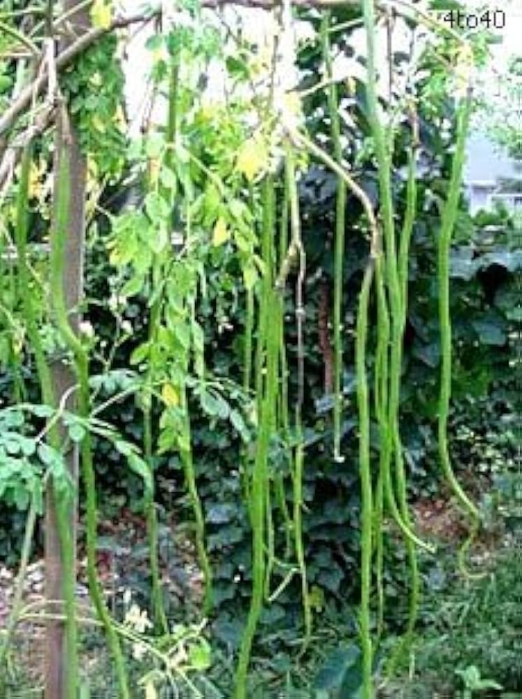 moringa-plant-grafted-hybrid-moringa-dru-61mhqo36C6L.jpg