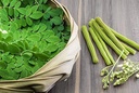 moringa-plant-grafted-hybrid-moringa-dru-61vse4O15uL.jpg