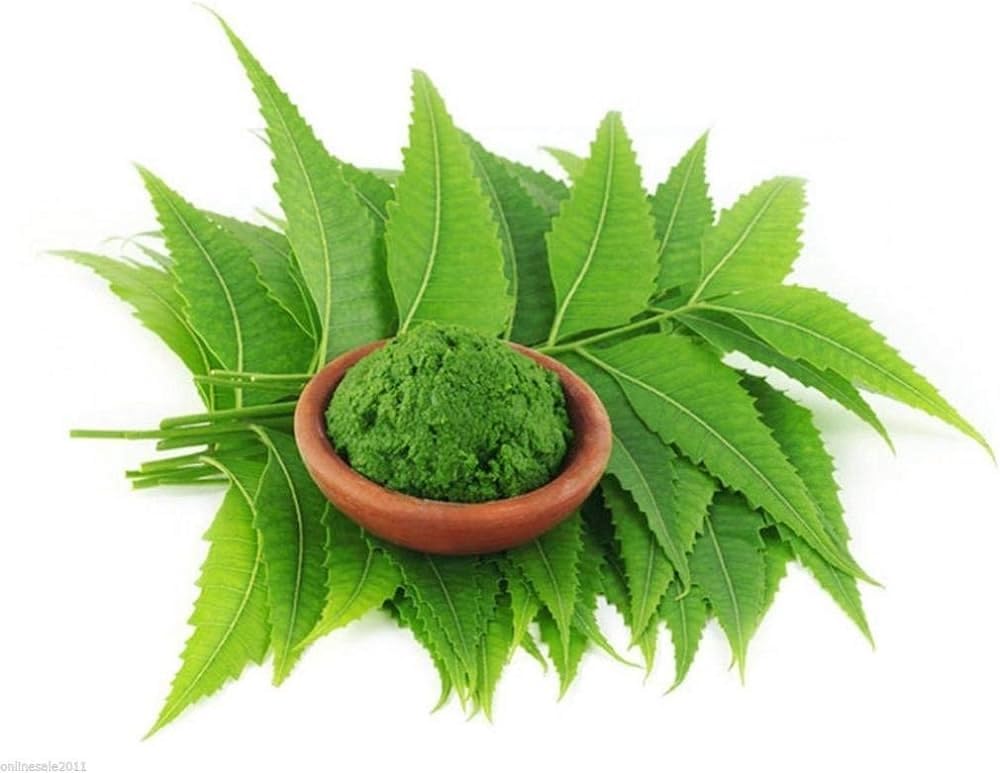 neem-leaves-330-gram-patti-shuddh-100-or-51oQ5Ysdf2L.jpg