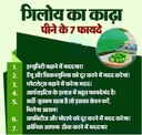 giloy-fresh-medicinal-herb-stems-natural-61n+ttNWGnL.jpg