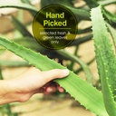 genericvills-natural-fresh-aloe-vera-lea-61ZvwqehC+L.jpg