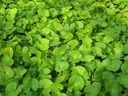 foodherbs-gotu-kola-powder-100g-centella-71Xbs6sBeQL.jpg