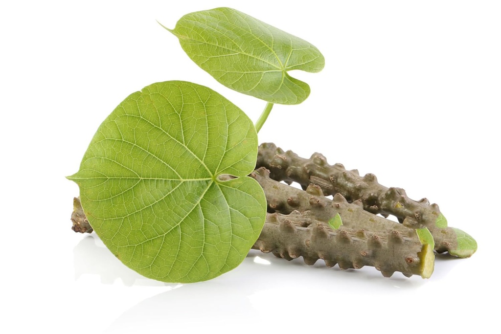 neem-giloy-sticks-guduchi-giloi-bel-6-in-61Ix35GQwBL.jpg
