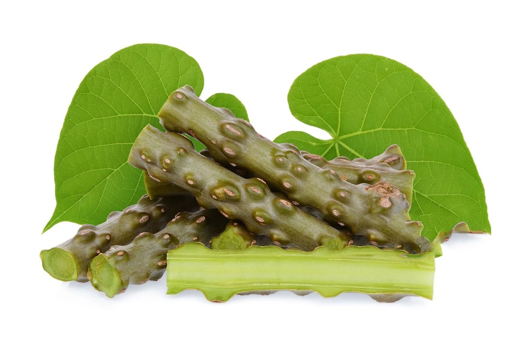 neem-giloy-sticks-guduchi-giloi-bel-6-in-61bCykGUxTL.jpg