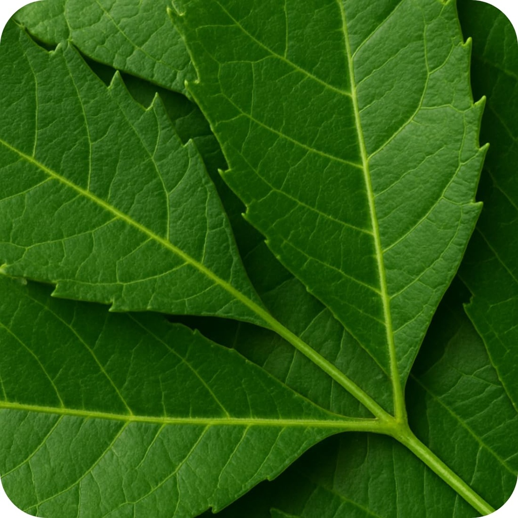 jethiya-fresh-neem-leaves-100g-100-organ-61Es74YSqhL.jpg