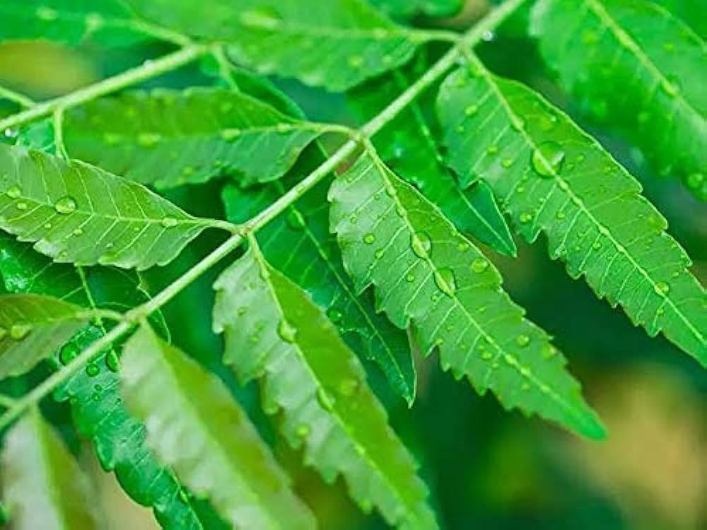 fresh-neem-leaves-herbal-medicinal-plant-61b4FK1w8hL.jpg