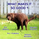 petroyale-digestive-probiotics-for-dogs--81TZIwdVrVL.jpg