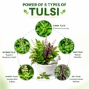 asclepius-exe-panch-tulsi-oil-25-ml-ayur-71EjXfozjML.jpg