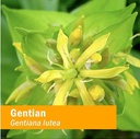 herb-pharm-certified-organic-gentian-liq-2.jpg