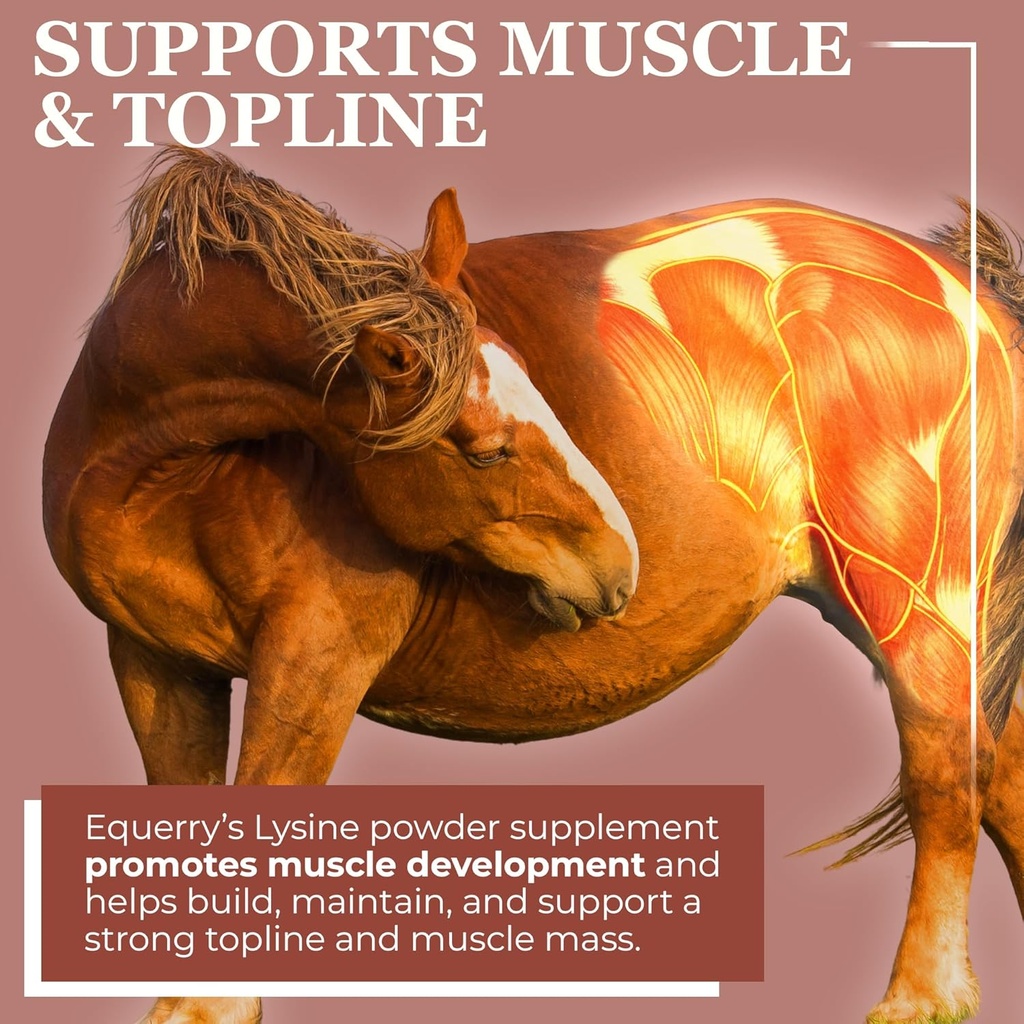 equerrys-lysine-supplement-for-horses-ly-4.jpg