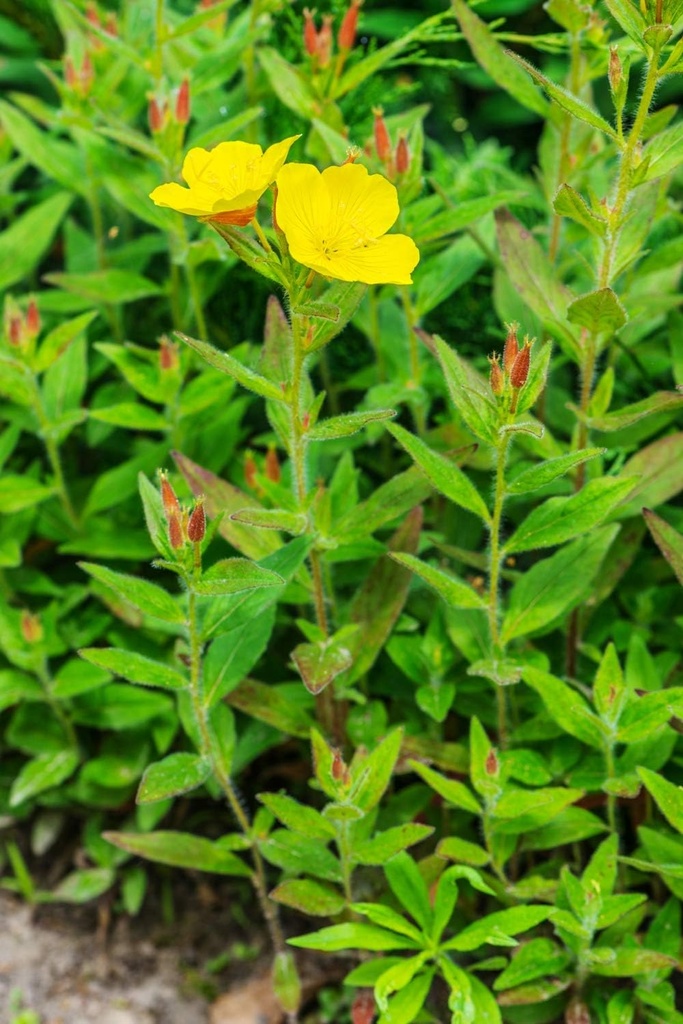 health-embassy-evening-primrose-seeds-po-5.jpg