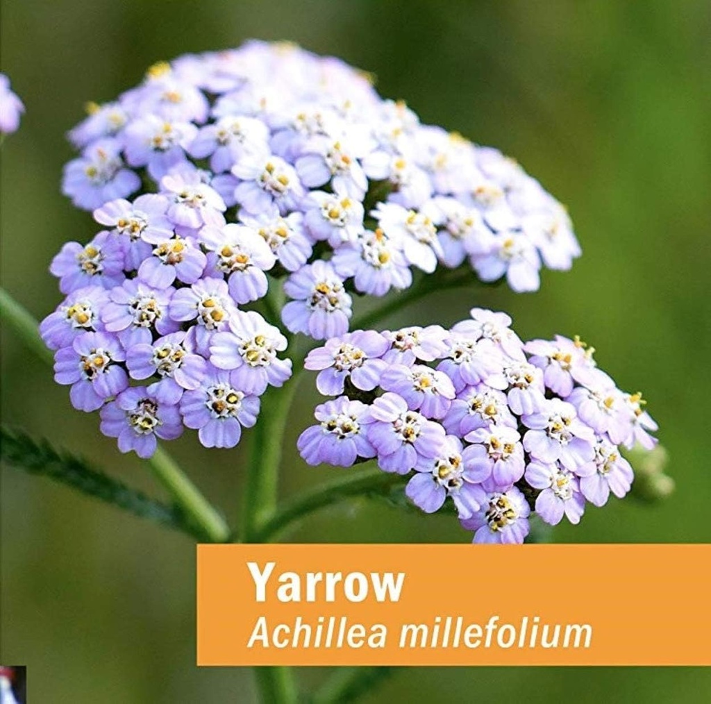herb-pharm-yarrow-flowering-tops-liquid--2.jpg