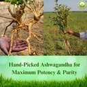 basic-ayurveda-ashwagandha-powder-suppor-6.jpg