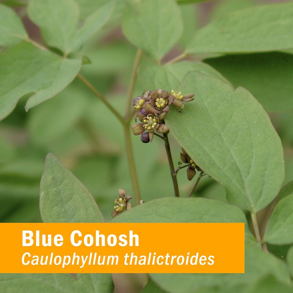 herb-pharm-certified-organic-blue-cohosh-2.jpg