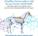 healthygutTM-probiotics-for-horses-dieta-2.jpg