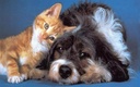i-love-my-pets-llc-older-cat-supplement--3.jpg