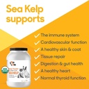 organic-sea-kelp-powder-7-pounds-32-kg-i-3.jpg