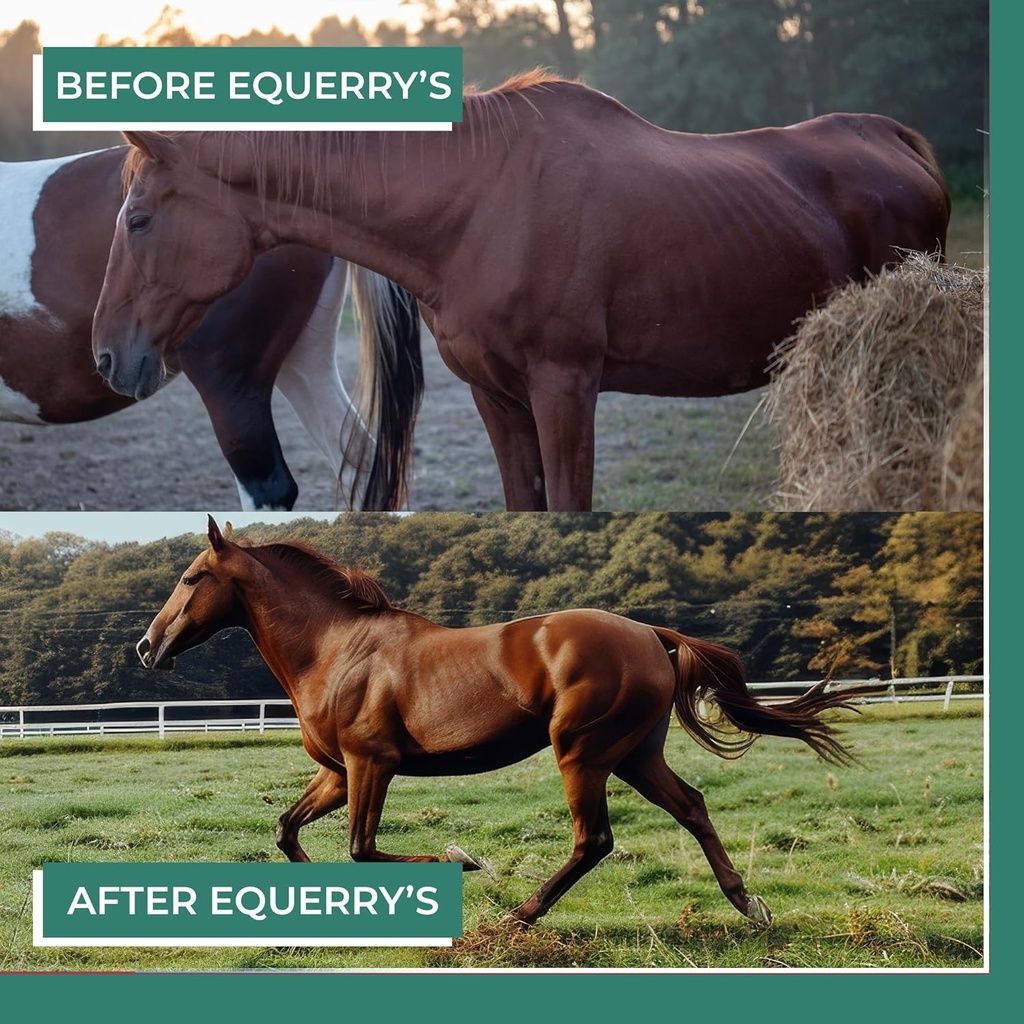 equerrys-plus-horse-supplement---enhance-4.jpg