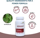 astragalus-root-capsules---immune-digest-3.jpg