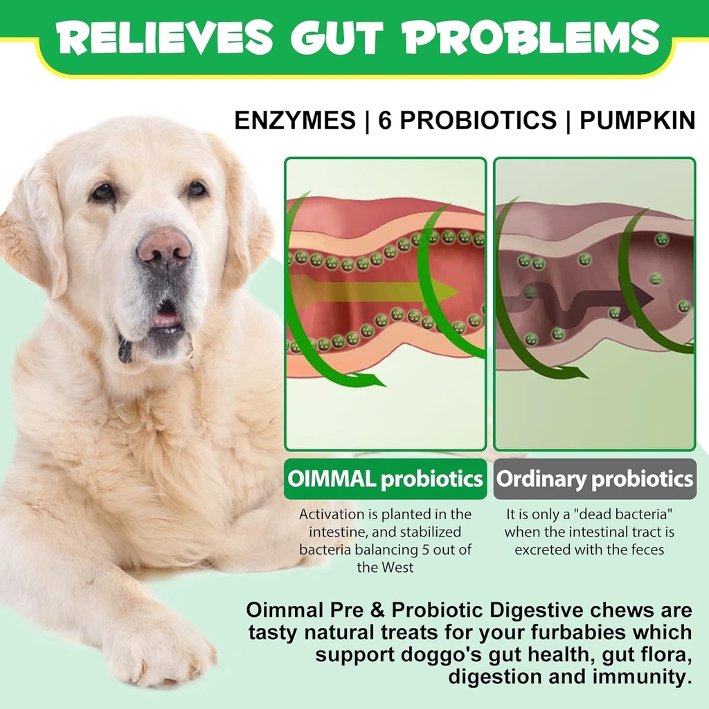 probiotics-for-dogs-digestive-health-dig-4.jpg